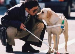 【感人】盲人和导盲犬的故事
