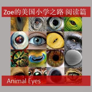 美国小学英语学习 语音阅读初级篇配文字 Animal eyes