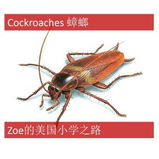美国小学阅读 Cockroaches