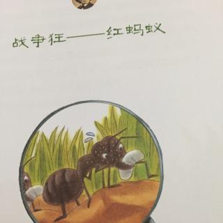 战争狂——红蚂蚁