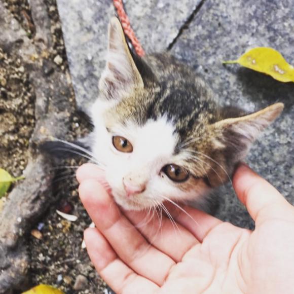 八尾猫的故事
