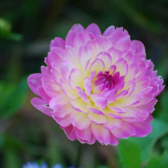 一朵野花——陈梦家