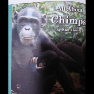 Chimps