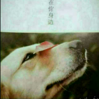 狗子的日记