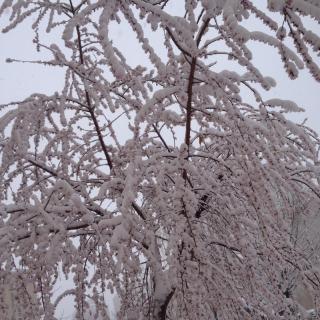 每一颗雪的灵魂 | 作者：巴图苏和 朗诵：米兰花开