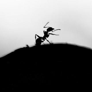 491.【翻唱】蚂蚁蚂蚁（cover.张楚）