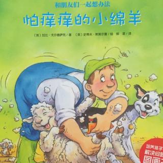 62.  怕痒痒的小绵羊🐑