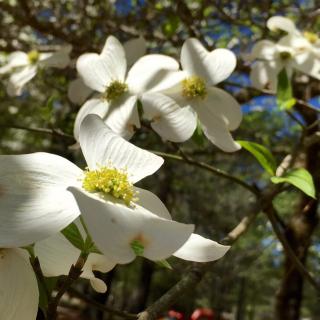 《小花》普希金，朗诵：野樱