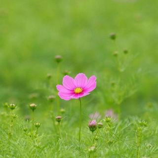 一朵野花