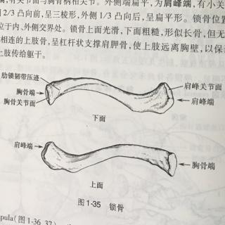 【乱尘】系统解剖学 一.3 附肢骨