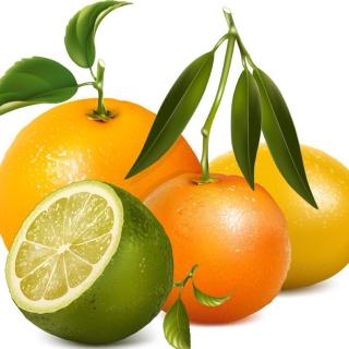 05《植物人格全书》CT1成员橘、苦橙、莱姆、柠檬～愛瑪