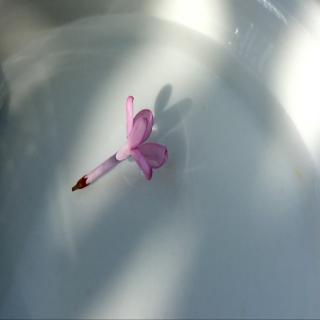 诗经.蒹葭 朗诵:月光