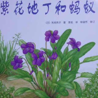 紫花地丁和蚂蚁