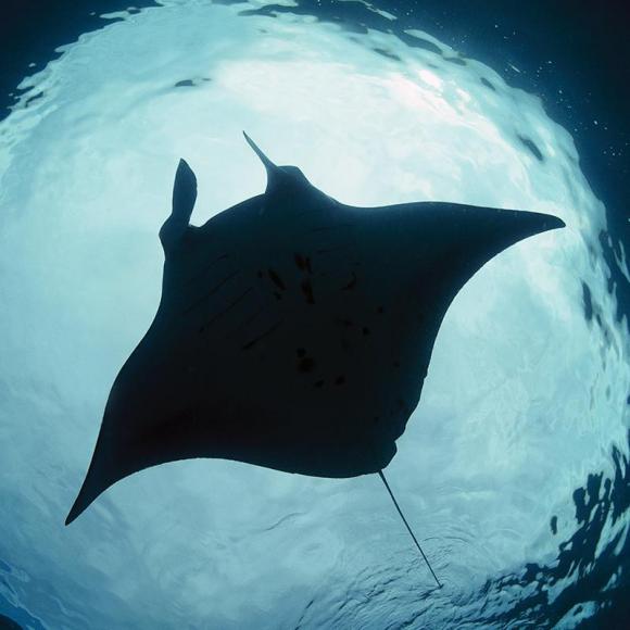 远看就像一块黑布飘在空中,经常把打鱼的渔民吓得半死,以为幽灵出现了