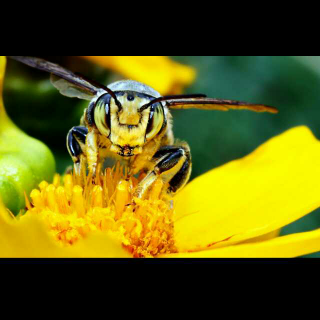 成群结队的昆虫：蜜蜂和蚂蚁