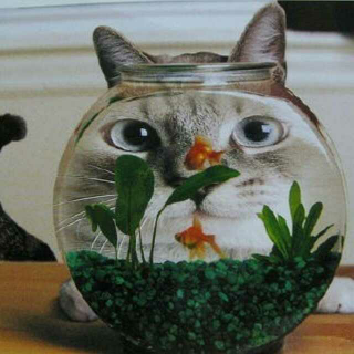 【睡前故事】猫和鱼