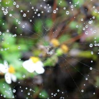 五月的雨，淋湿了心情