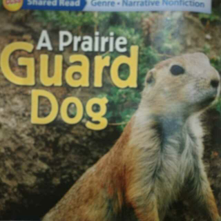 A Prairie Dog-1