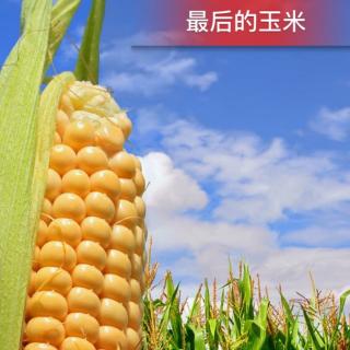 最后的玉米🌽