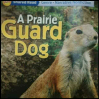 A Praire Dog~2