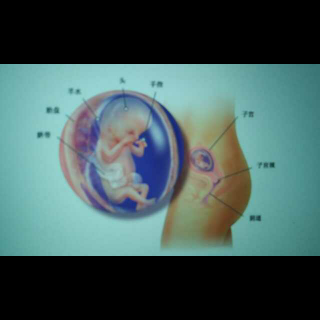 第三个月胎儿各个器官的发育，月嫂早知道