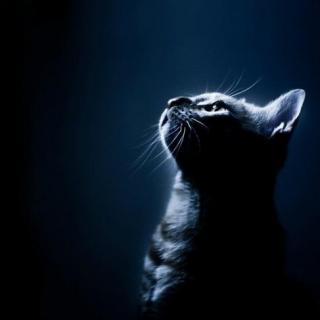 爱上你是一个错