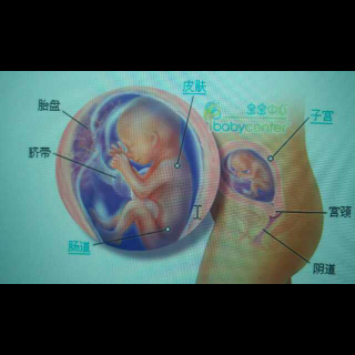 第五个月胎儿器官发育，月嫂早知道