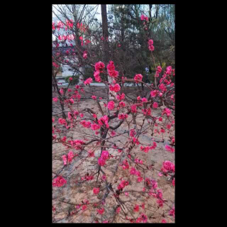 《桃花，或梦》作者非墨《静听花开之声》静韵诵读