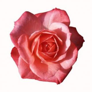 【每日一句】A common rose.我所拥有的不过是朵普通的玫瑰花