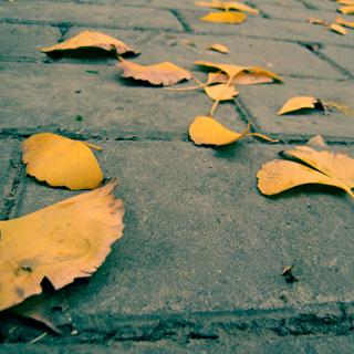 落叶是秋天的收获/文匿名【烨里的声音世界】