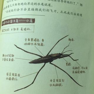 酷虫学校6⃣️第十二章－水生昆虫大作战