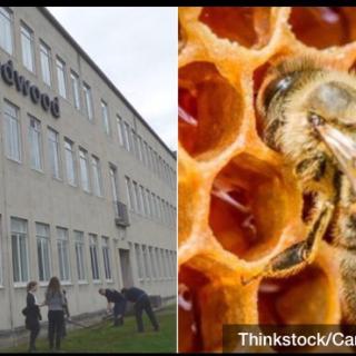 Bees welcome on UK campus