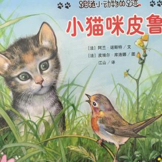 小猫咪皮鲁