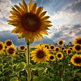 芒克――《阳光中的向日葵》