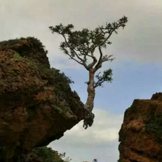 曾卓――《悬崖边的树》