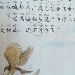 小鹰学飞