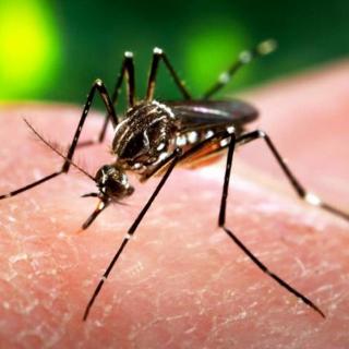 What you don't know about "Zika"