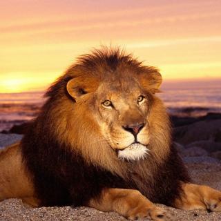 第228期-狮子分猎物