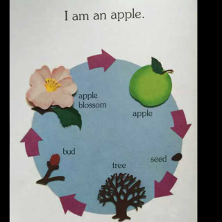 I Am an Apple（科普系列.亲子共读）