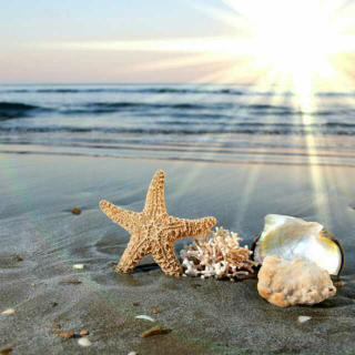 大海和贝壳的爱情