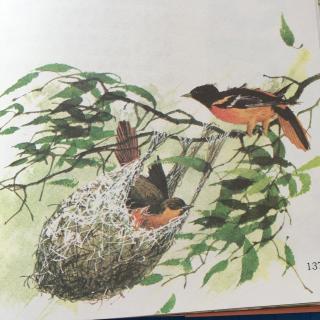 黄鹂-悬巢中的鸟