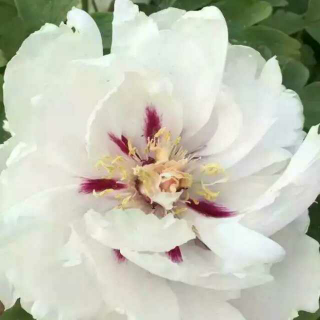 紫嫣茜雪之《心中的玫瑰-----写在情人节》