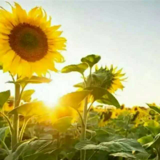 20160524Roma《光明行》二胡独奏~杨琴伴奏