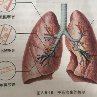 肺和胸壁的叩诊和听诊