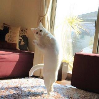 【新闻10】“芭蕾猫”走红，咋回事？
