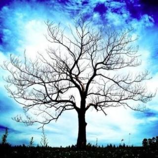 子琦美文诵读《我的生命是一棵树》