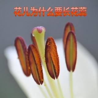 小对话：花花为什么要长花蕊？