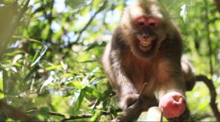 胎教故事：猴子摘桃