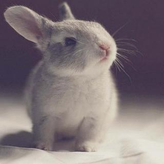 【亲爱的晚安】兔子的胡萝卜