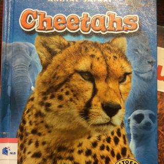 Cheetahs (猎豹）